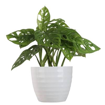 Trending Tropicals Little Swiss Monstera Plant in 6 in. Ceramic Pot