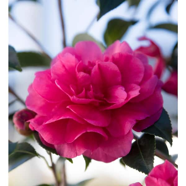 2.5 Qt. Alabama Beauty Camellia(sasanqua) - Evergreen Shrub with Rosy-red double Blooms