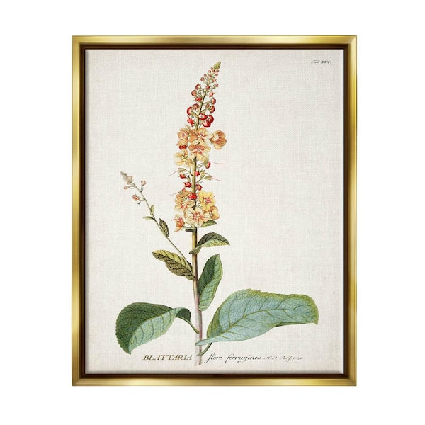 The Stupell Home Decor Collection Botanical Plant Illustration Flowers Design by World Art Group Floater Frame Nature Wall Art Print 21 in. x 17 in. .