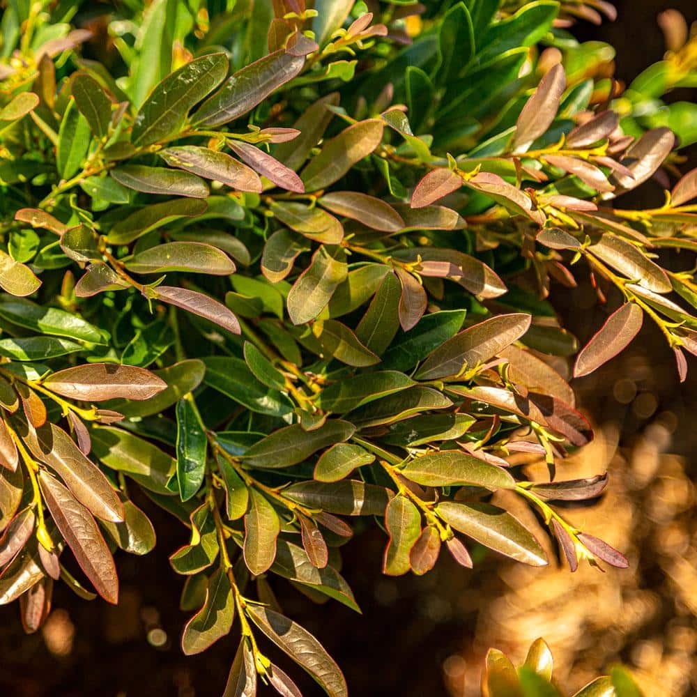 2 Gallon Bronze Distylium Evergreen Shrub for Sun or Shade