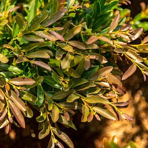 2 Gal. Cast in Bronze Distylium, Evergreen Shrub with Fast Growing Upright Habit