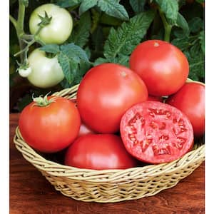 2.32 qt. Bush Goliath Hybrid Tomato Plant