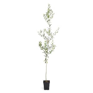 3 Gal. Arbequina Olive Tree 3 ft. to 4 ft. Tall