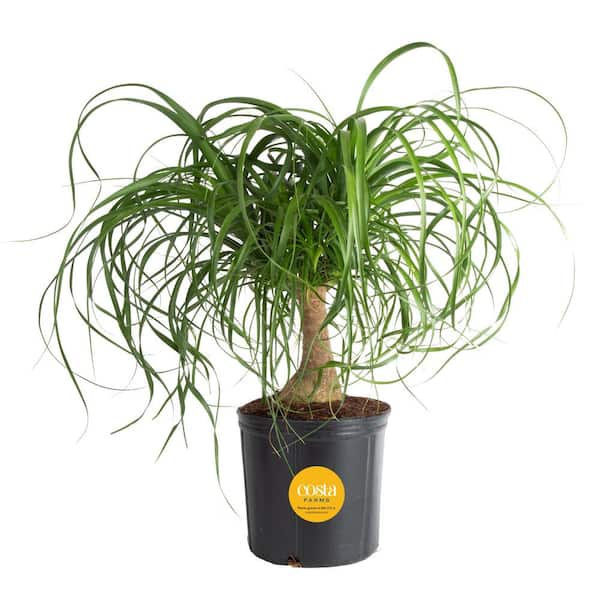 Costa Farms Ponytail Indoor Palm in 6 in. Grower Pot, Avg. Shipping Height 1-2 ft. Tall