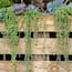https://images.thdstatic.com/productImages/a58fb4d3-a4ad-4d4f-9fff-c6615d5eea04/svn/national-plant-network-house-plants-hd7237-64_65.jpg