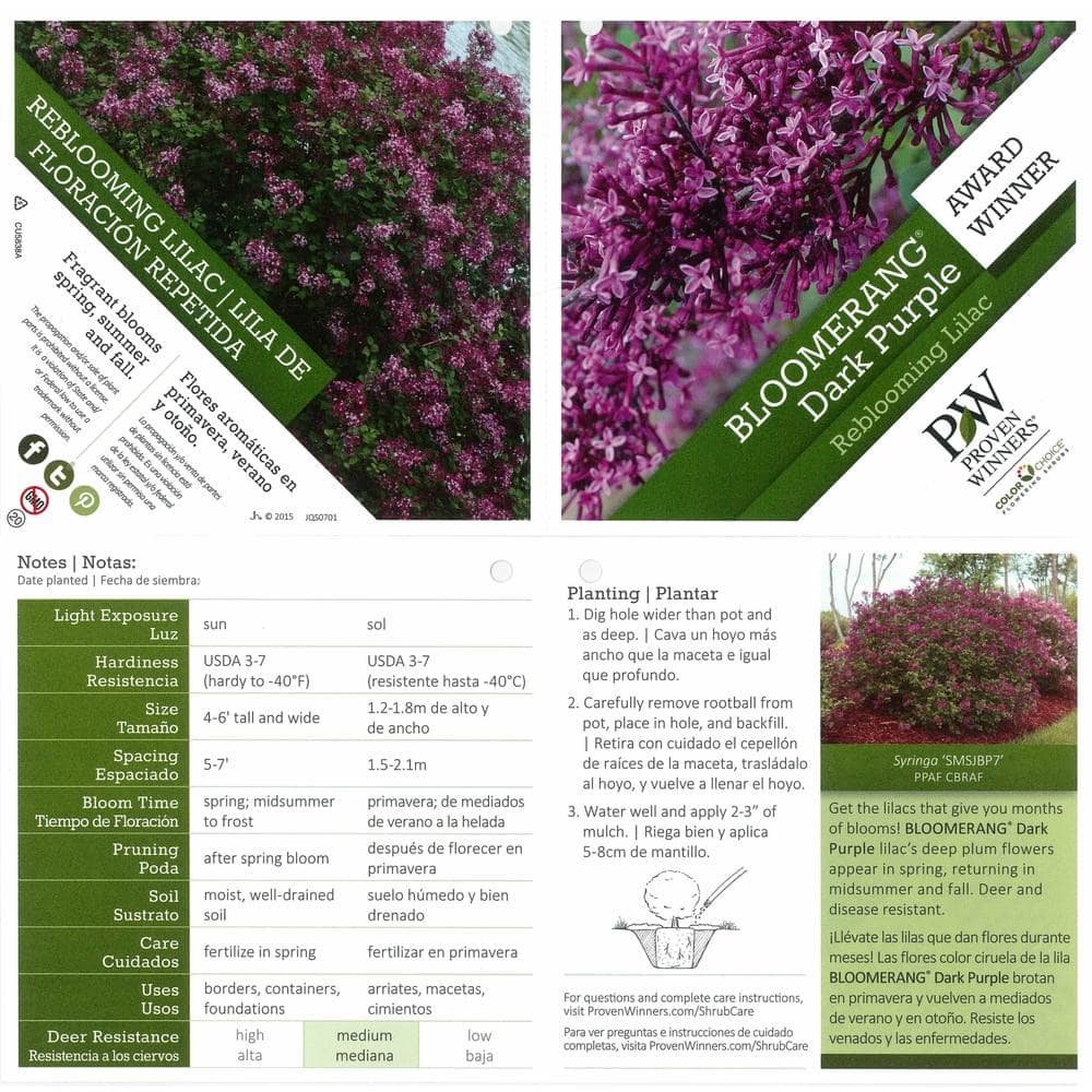 4.5 in. Dark Purple Reblooming Lilac Live Shrub