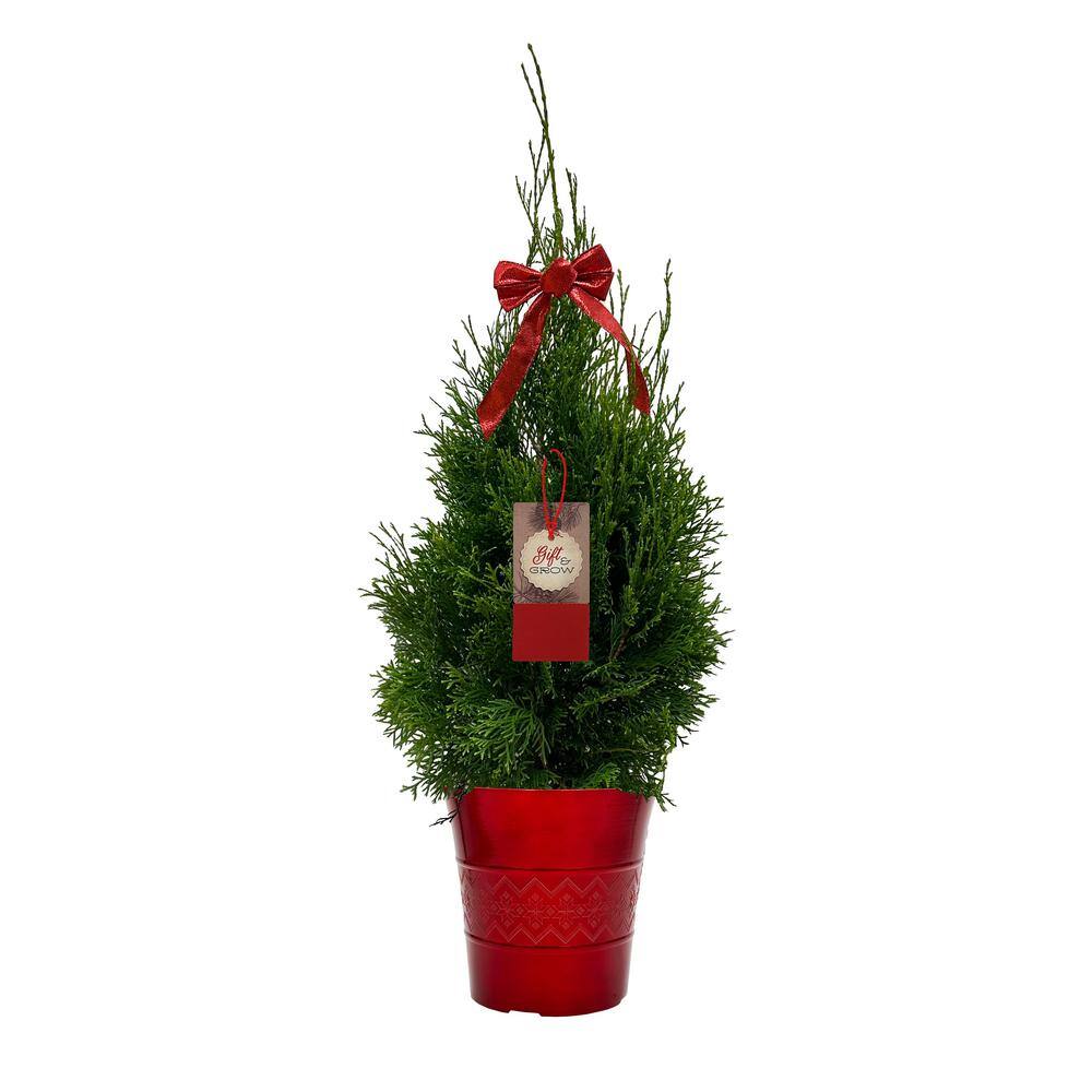 BELL NURSERY 1 Gal. Thuja (Arborvitae) Live Evergreen Shrub in Red Deco