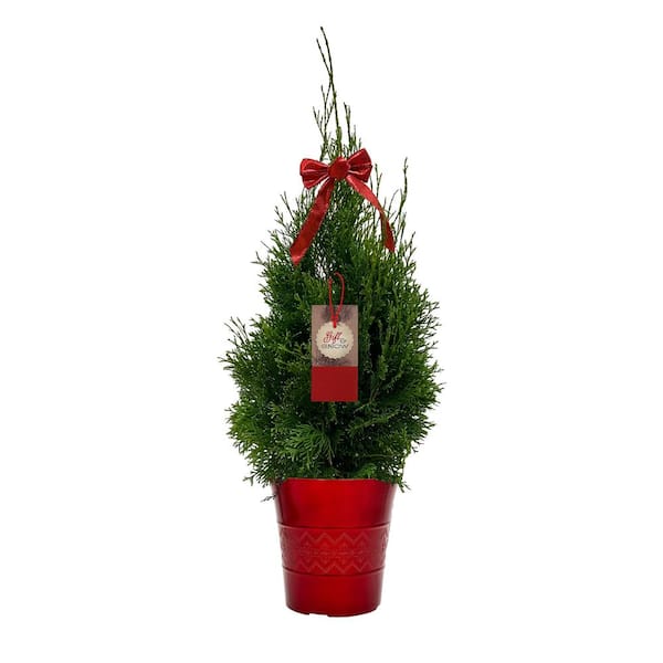 BELL NURSERY 1 Gal. Thuja (Arborvitae) Live Evergreen Shrub in Red Deco Pot