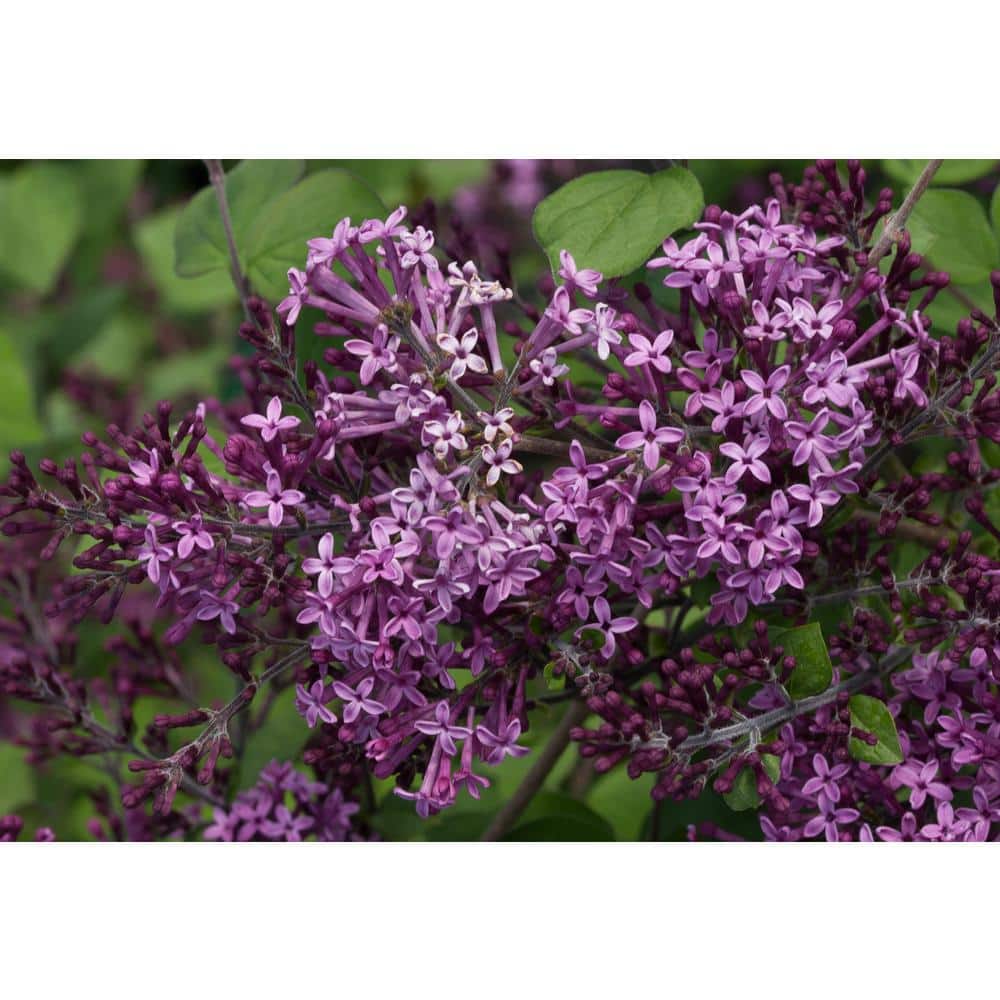 1 Gal. Bloomerang Dark Purple Reblooming Lilac (Syringa) Live Shrub, Purple Flowers price history on PriceWatchPro