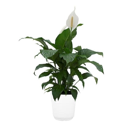Spathiphyllum Plant in 9.25 in. White Paradise Planter