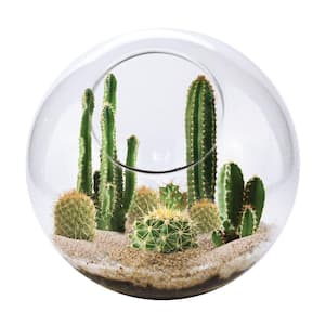 Classic Glass Clear Glass Mini Desertscape Indoor Garden Terrarium Indoor Garden Seed Starter Kit