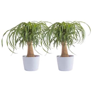 Ponytail Palm Indoor Plant in 6 in. White Ribbed Plastic Decor Planter, Avg. Shipping Height 1-2 ft. Tall (2-Pack)