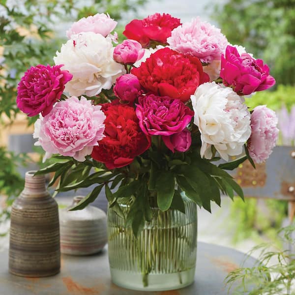VAN ZYVERDEN Peonies Mixed Varieties Roots (Set of 3) 833001 - The