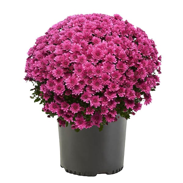 ENCORE AZALEA 3 Qt. Chrysanthemum (Mum) Plant with Purple Flowers