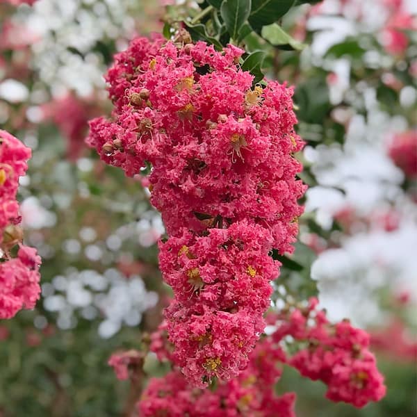 deepest red crape myrtle