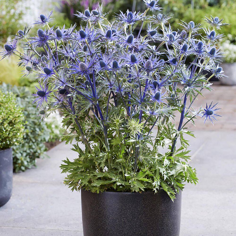 Eryngium Sea Holly Blue Perennial Packaged Roots Set of 3