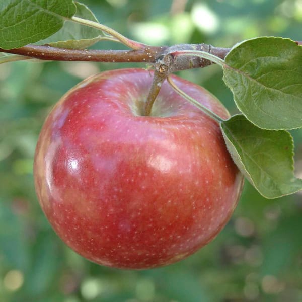 Apple 'Pink Lady' - Evergreen Nursery