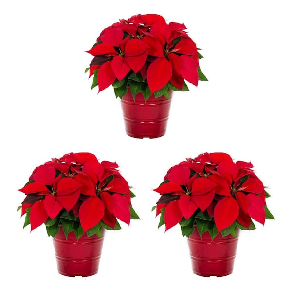 METROLINA GREENHOUSES 2 Qt. Christmas Poinsettia Red with Deco Pot (3-Pack)