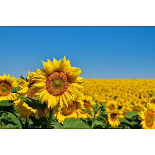 Pure Beauty Farms 3.20 Qt. Sunflower Sunbuzz Yellow Flower in 7.5 in Grower's Pot