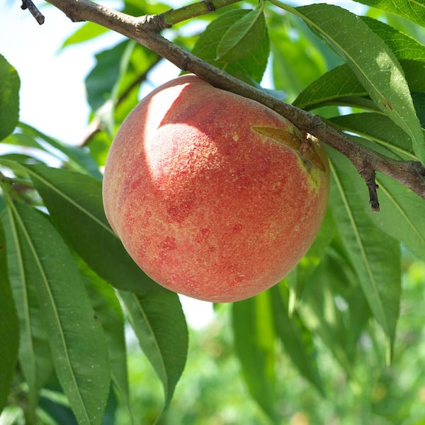 A Grade China Fresh Nectarine Fruit