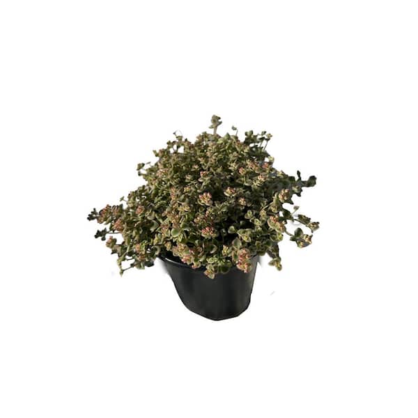 Unbranded Live Variegated Sedum Little Missy Succulent Plant in Pots (5-Pack)