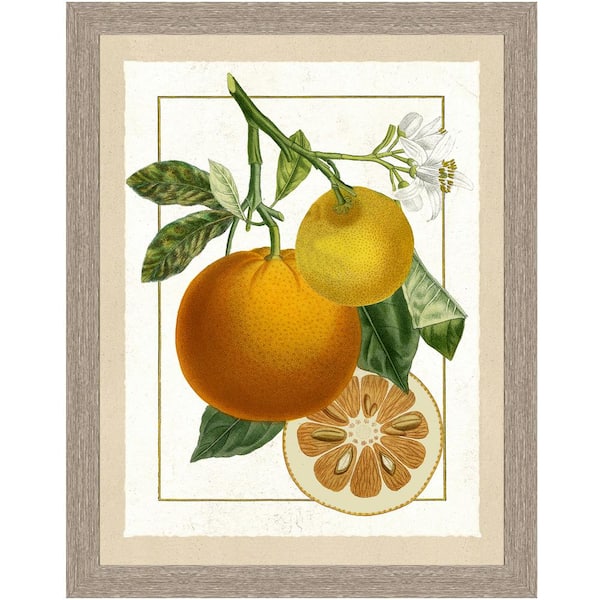 Vintage Print Gallery "Fresh oranges I" Framed Archival Paper Wall Art (26 in. x 32 in. Full Size)