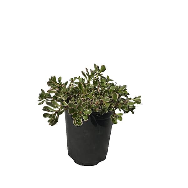 Cesicia Sedum Spurium Tricolor Plant in Separate in Pots (5-Pack)