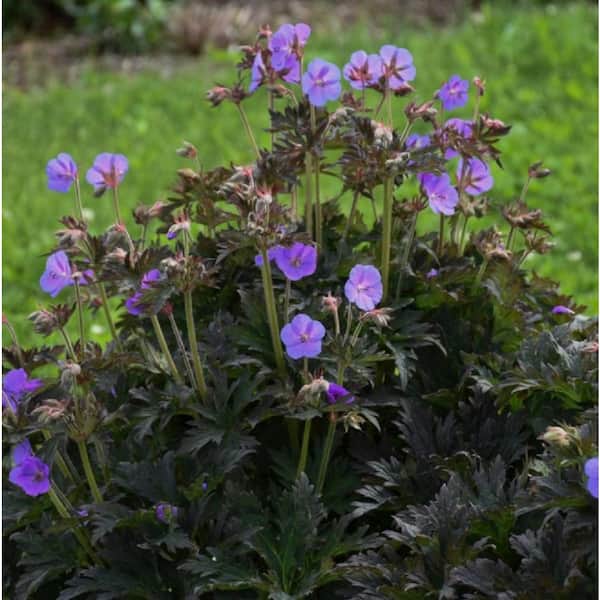 1 Gal., 'Boom Chocolatta' (Geranium) Live Plant, Blue-Purple Flowers and Dark Green Foliage