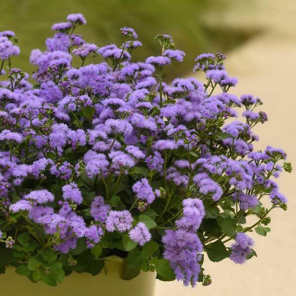 national PLANT NETWORK 3.25 in. Evolvulus Beach Bum Blue Plant in
