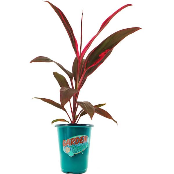 1.71 Pint Cordyline Terminalis Shrub