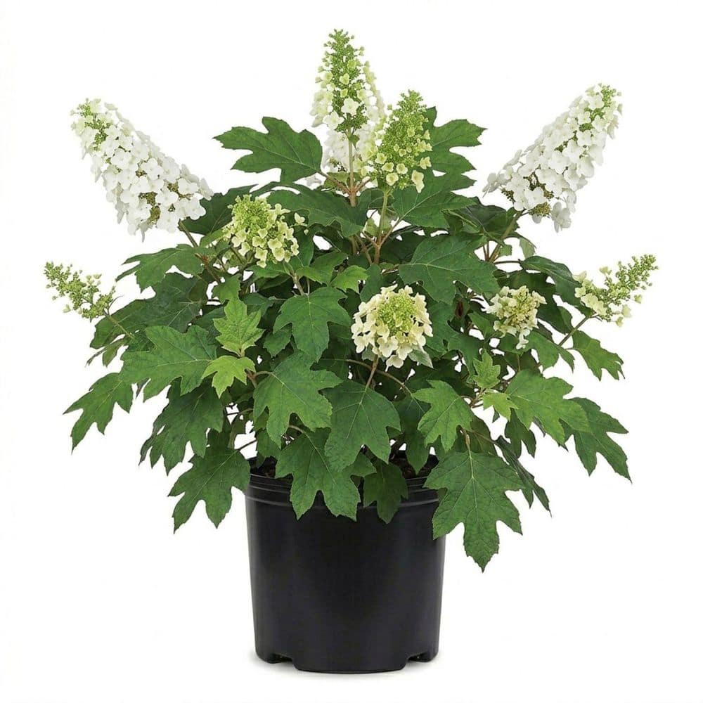 即購入ok hydrangea 様 FLOWERWOOD 2.5 Gal - Semmes Beauty Oakleaf Hydrangea (Quercifolia