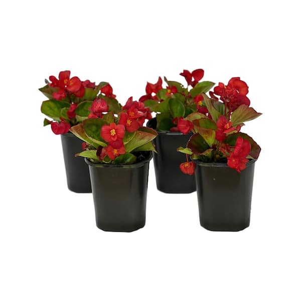Pure Beauty Farms 1.38 Pt.  Begonia Green Leaf Scarlet Flower in 4.5 In. Grower's Pot (4-Plants)