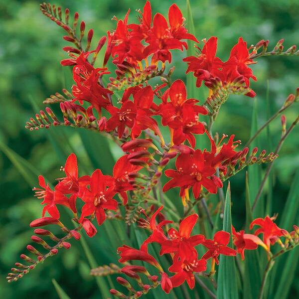 Longfield Gardens 8 cm to 10 cm Lucifer Crocosmia Bulbs (24-Pack)