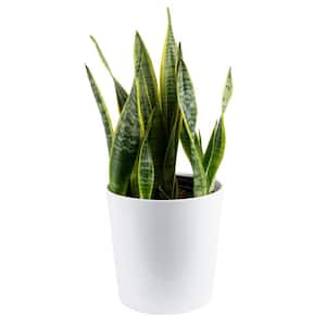 Grower's Choice Sansevieria Indoor Snake Plant in 10 in. White Decor Pot, Avg. Shipping Height 1-2 ft. Tall