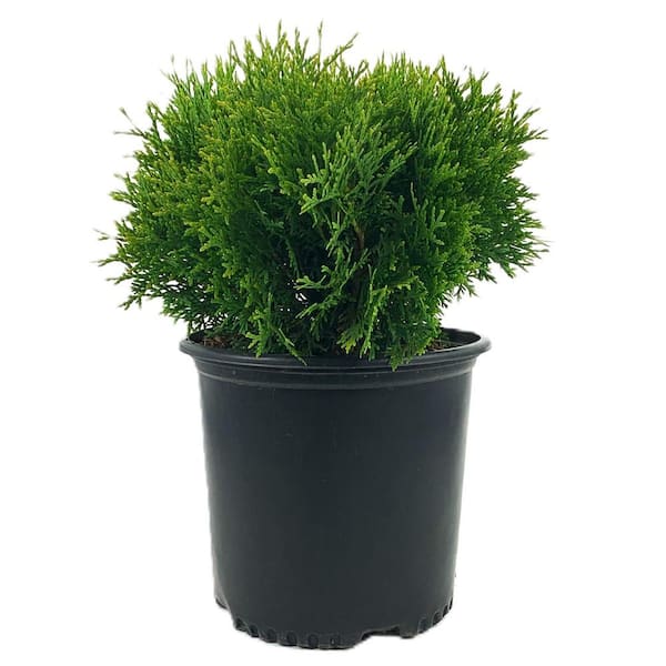 Unbranded 1.5 Gal Little Giant Dwarf Arborvitae (Thuja o. Little Giant) Evergreen Shrub 1-Each