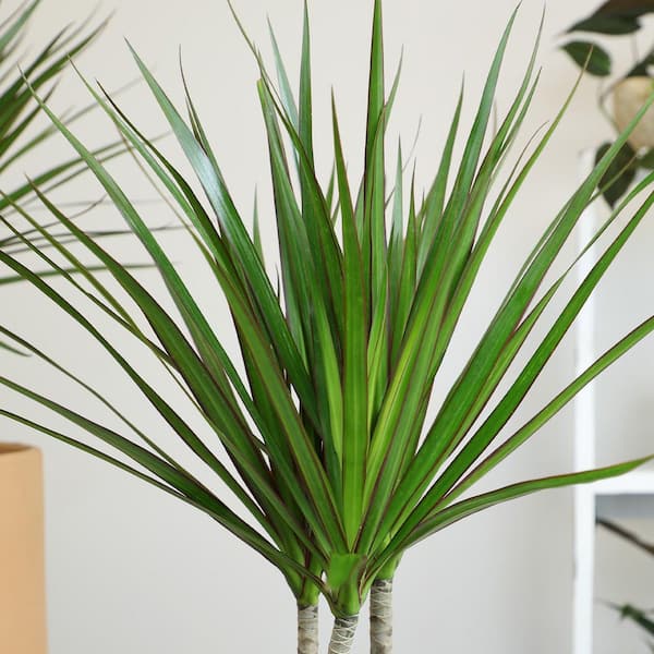 ALTMAN PLANTS Dracaena Marginata, 6 in. White Decorative Pot, Dracaena  Plant, Popular Easy Houseplant, Live Indoor House Plant Gift 0873476