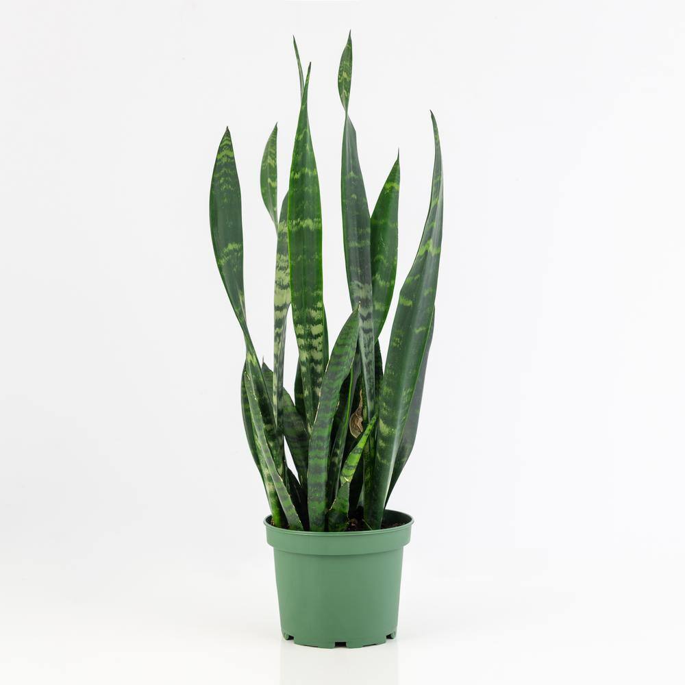 National Plant Network 6 In. Snake Plant 'black Coral' Sansaveria Plant 