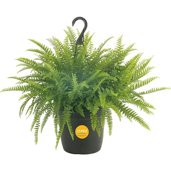 Costa Farms Boston Fern Indoor/Outdoor Plant in 10 in. Hanging Basket, Avg. Shipping Height 1-2 ft. Tall