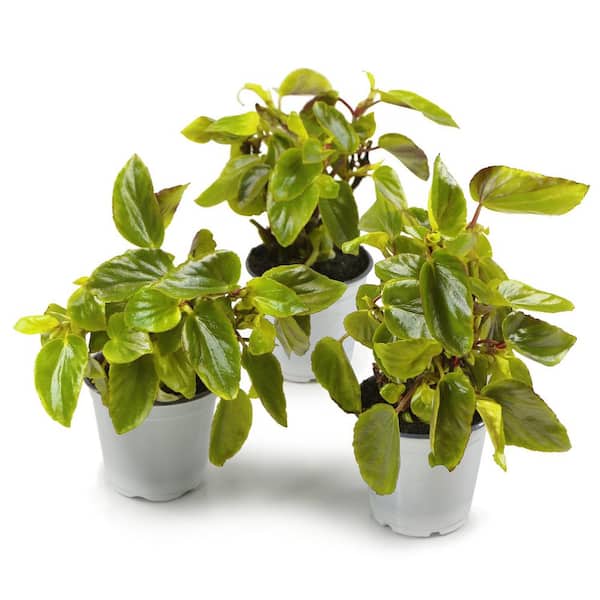 4 in. Begonia Canary Wings Plant with Red Flowers in Grower Containers (3-Pack)