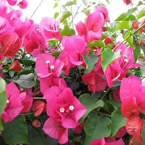 2 Gal. Barbara Karst Bougainvillea Plant with Pink Flowers