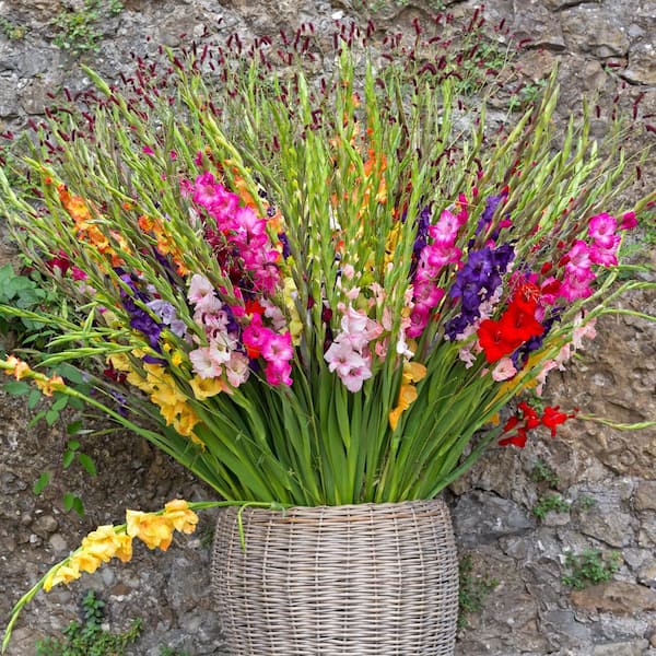 Gladioli Mixed Bulbs (10-Pack)