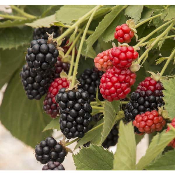 Eclipse BlackBerry Plant-4 Live Starter Plants in 2 in. Pots- Rubus -Fruit Trees for The Patio and Garden