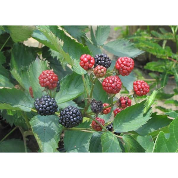 Wekiva Foliage Sweetie Pie BlackBerry Plant-Live Plant in a 2 in. Pot-Rubus-Fruit Trees for The Patio and Garden