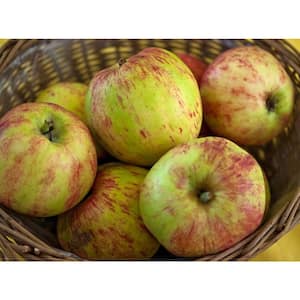 Brighter Blooms 5 Gal. Honeycrisp Apple Tree APP-HON-56_5 - The Home Depot