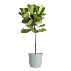 Fiddle Leaf Fig Indoor Plant in 10 in. Green Planter, Average Shipping Height 3-4 ft. Tall