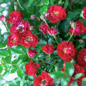 2 Gal. It's A Breeze Groundcover Rose Plant with Dark Red Double Blooms