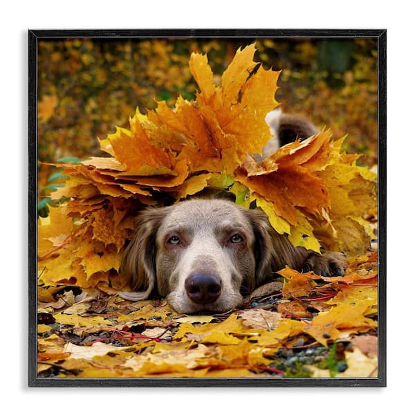 Stupell Industries Happy Puppy Autumn Foliage by Lil' Rue Black Framed Graphic Animal Art Print 24 in. x 24 in.