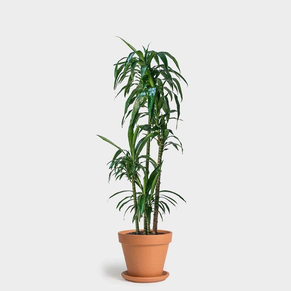 Dracaena Lisa Large Indoor Plant in Black Plastic Pot
