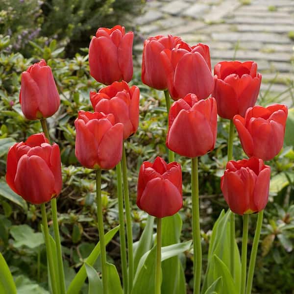 VAN ZYVERDEN Tulips Apeldoorn (Set of 12) Bulbs 88031 - The Home Depot