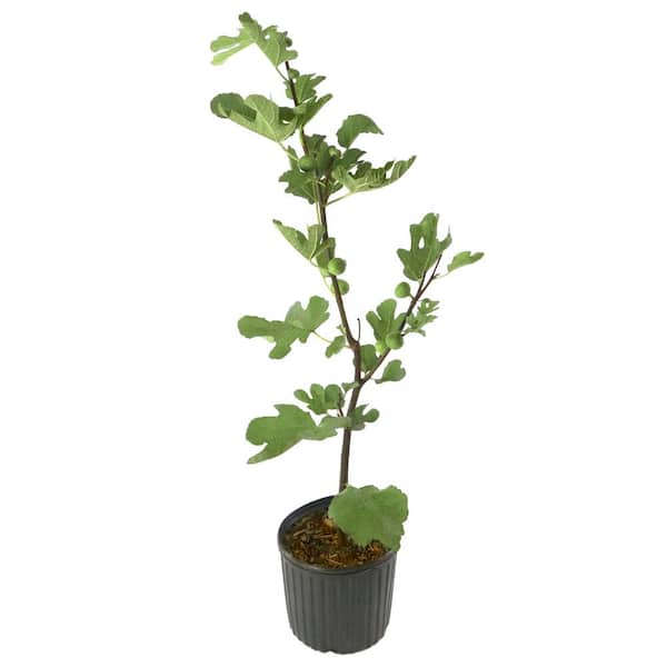 national PLANT NETWORK 2.25 Gal. LSU Purple Fig Plant